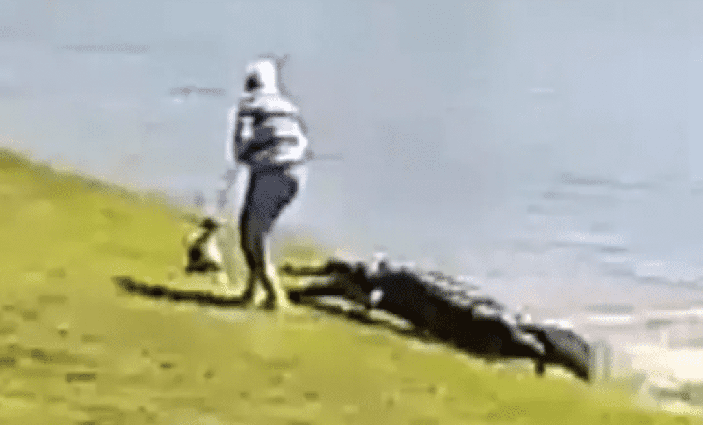 Alligator Attack Video: Alligator killed 80 Year Old Woman 1 alligator attack video