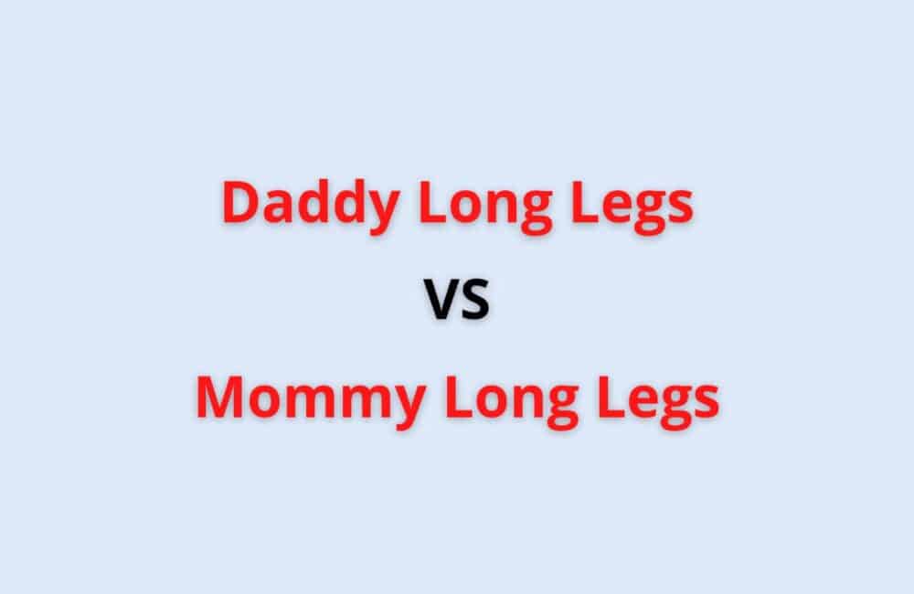 daddy long legs vs mommy long legs